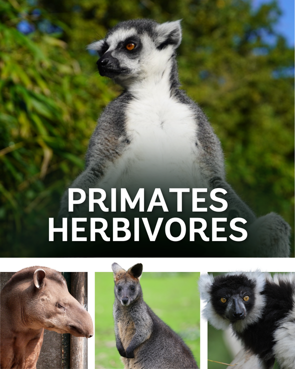 Primates & Herbivores
