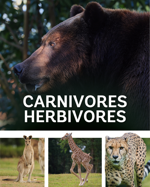 Carnivores & Herbivores