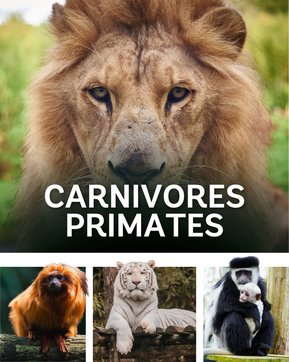 Carnivores & Primates