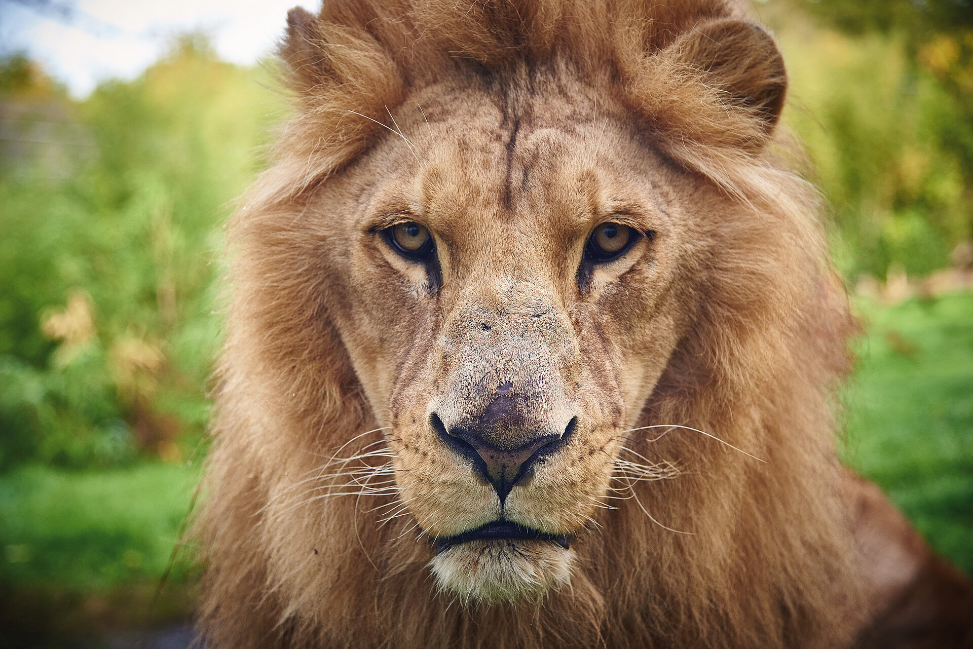 Ebo, lion d'Afrique