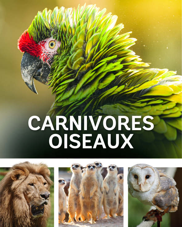Carnivores & Oiseaux
