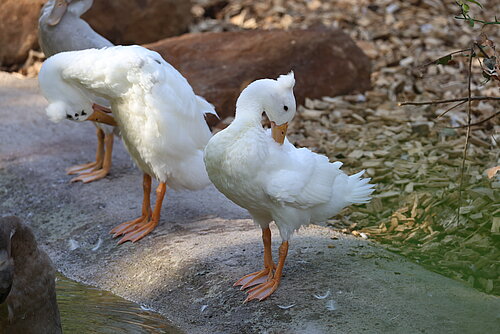 Canard Coureur Indien à Pompon