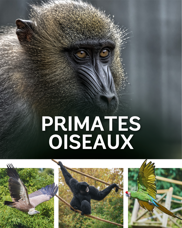 Primates & Oiseaux
