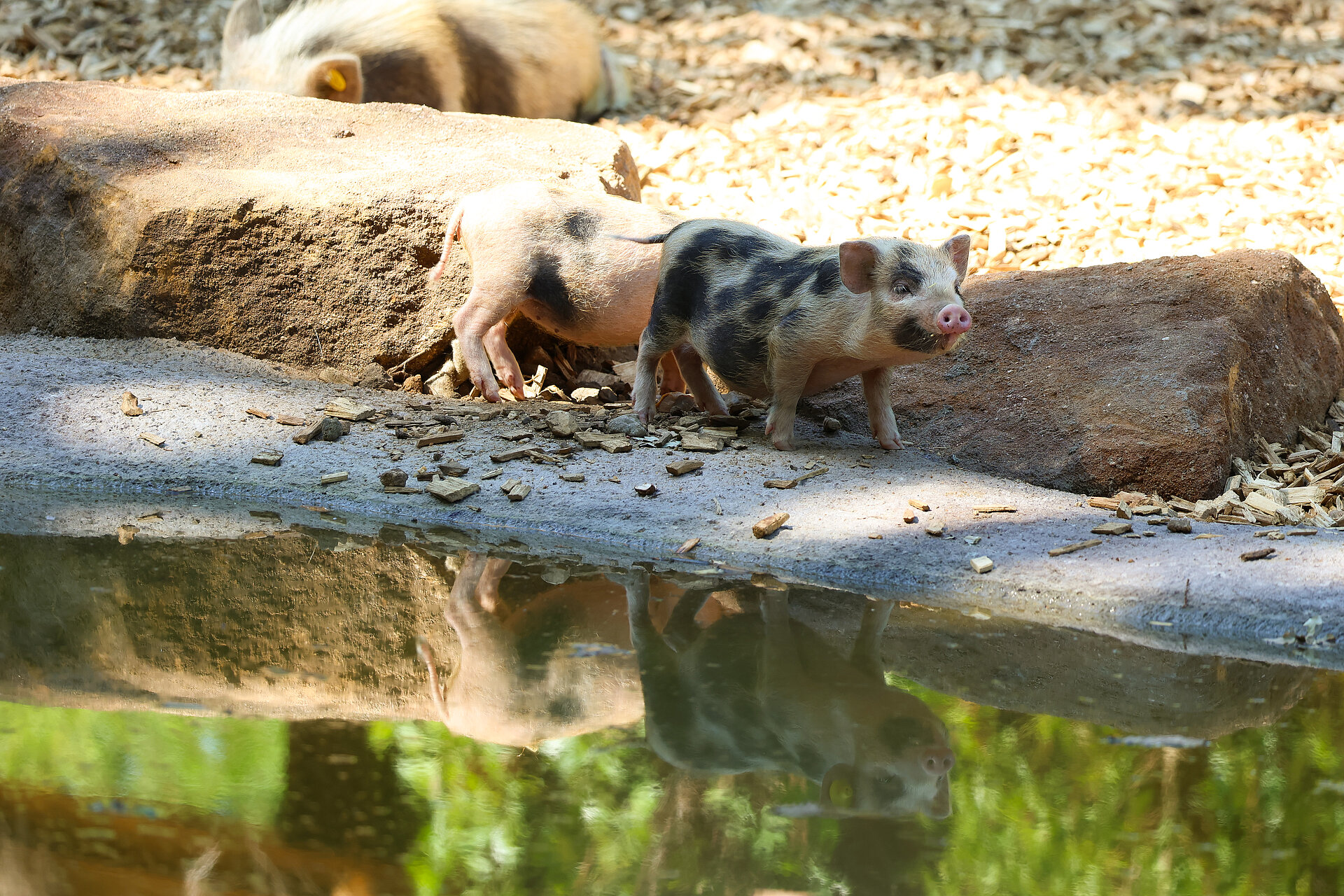Cochon miniature de Göttingen